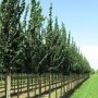 Ulmus 'Columella'